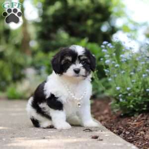 Lana, Cavachon Puppy